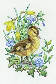 Periwinkle: A duckling with daffodils, periwinkle and ivy