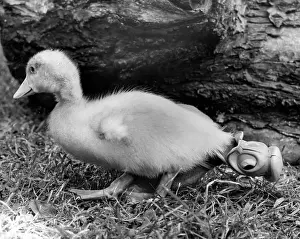 Ducks: Duckling with Donald Duck toy