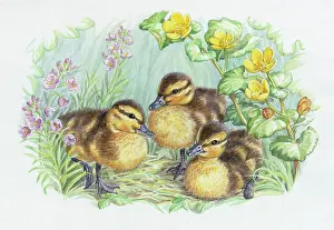 Ladys: Duckling with marsh marigolds and ladys smock