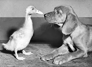 Ducks: Duckling and Pup