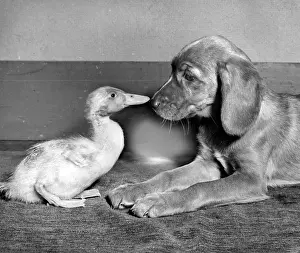 Ducks: Duckling and pup