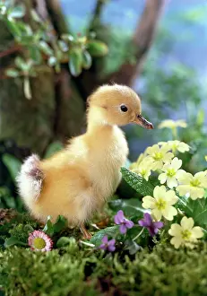 Daglish: Duckling with spring flowers