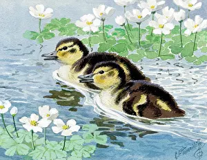 Tunnicliffe: Ducklings