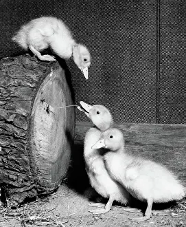 Duckling: Three ducklings