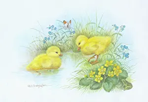 Babington: Two Ducklings with a Butterfly