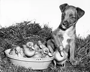 Ducks: Ducklings and cross-bred Pup