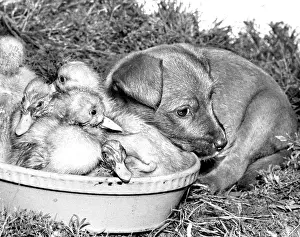 Ducks: Ducklings and cross-bred Pup