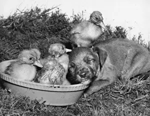 Duckling: Ducklings and cross-bred pup