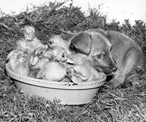 Duckling: Ducklings and cross-bred pup