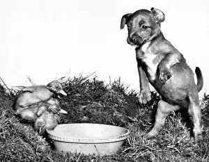 Ducks: Ducklings and cross-bred puppy
