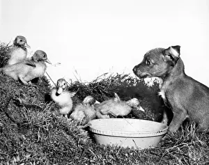 Duckling: Ducklings and cross-bred puppy