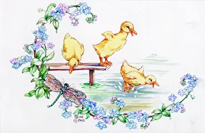 Cloke: Ducklings diving