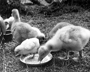 Ducks: Ducklings eating from a bowl
