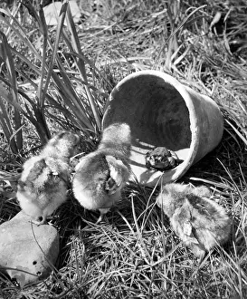 Encounter: Ducklings and a frog