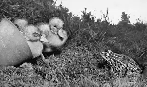 Ducks: Ducklings and a frog