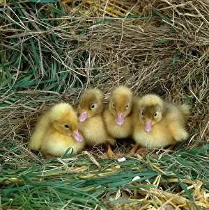 Janes: Four Ducklings ? in grass