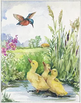 Orton: Three ducklings and a kingfisher