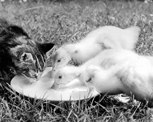 Ducks: Ducklings and kitten