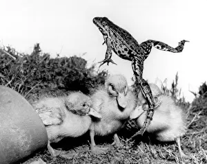 Ducks: Ducklings and a leaping frog