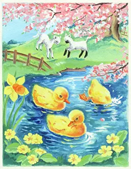 Gambolling: Ducklings in pond and lambs gamboling
