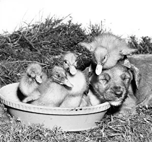 Ducks: Ducklings and Pup