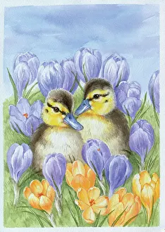 Croci: Two Ducklings with saffron & lilac Crocuses