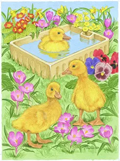 Crocuses: Three Ducklings with stone sink among flowers