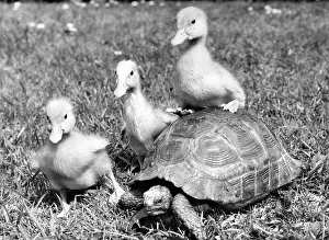 Ducks: Ducklings and tortoise