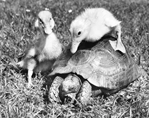 Ducks: Ducklings and Tortoise