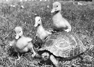 Ducks: Ducklings and Tortoise