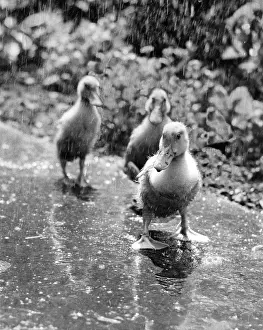 Duckling: Three ducklings on a wet path