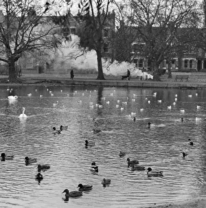 Duckpond: Duckpond