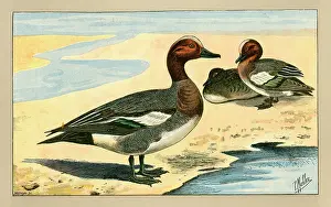 Mahler: Three ducks