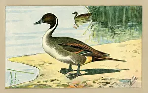 Mahler: Two ducks