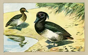 Mahler: Two ducks