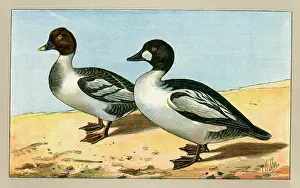 Mahler: Two ducks