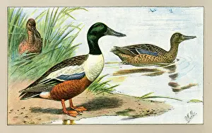 Mahler: Three ducks