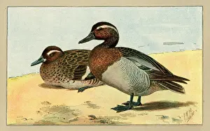 Mahler: Two ducks