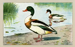 Ducks: Two ducks