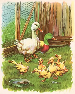Burd: Ducks and Ducklings