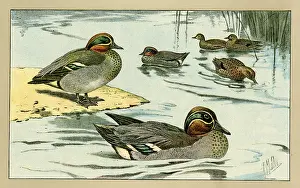 Duckling: Ducks and ducklings