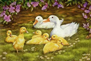 Brood: Two Ducks with six ducklings with lilac