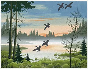 Settling: Ducks in flight over misty lake