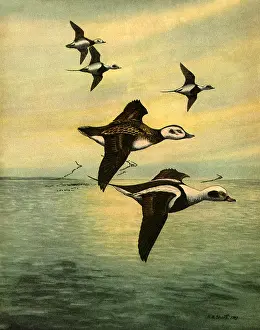 Squaw: Ducks Fly Over Ocean