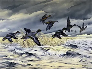 Greensmith: Ducks flying across rough water during a storm