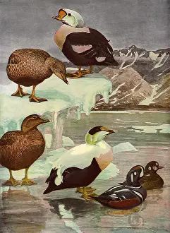 Eider: Ducks at Frozen Lake