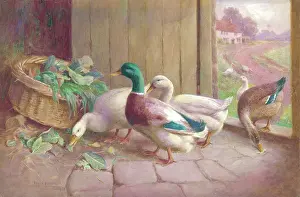 Bottomley: Ducks and geese