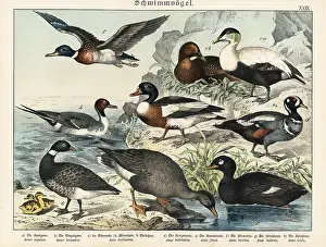 Eider: Ducks and geese