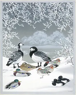 Tufted: Ducks and geese in the snow by a lake