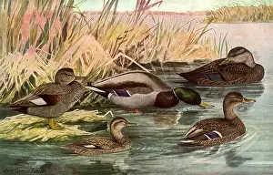 Mallards: Ducks in Grass